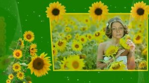 Подсолнухи