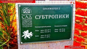 Любуемся морем гиацинтов, орхидей, тюльпанов в Субтропической оранжерее Аптекарского огорода