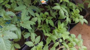 Рассада томатов на балконе начало апреля