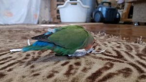 Попугайчики играют