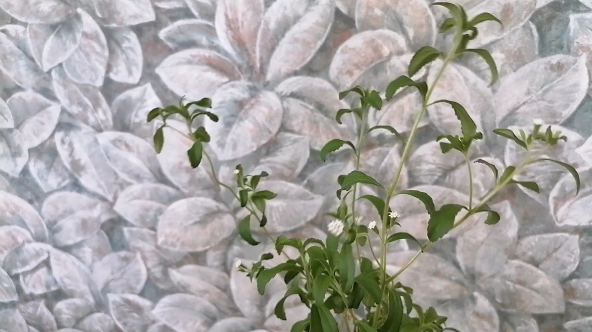 Стевия зацвела в домашних условиях