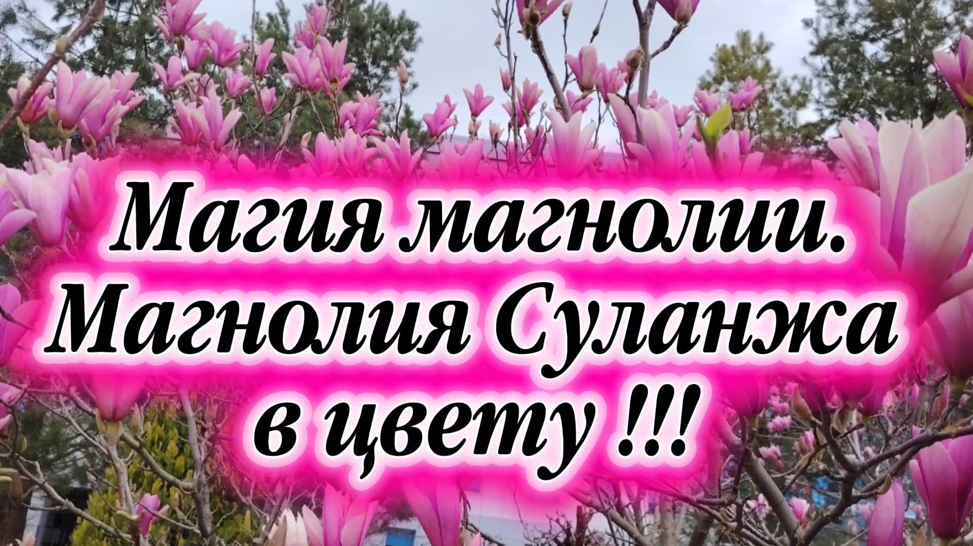 Магия магнолии. Магнолия Суланжа в цвету !!!