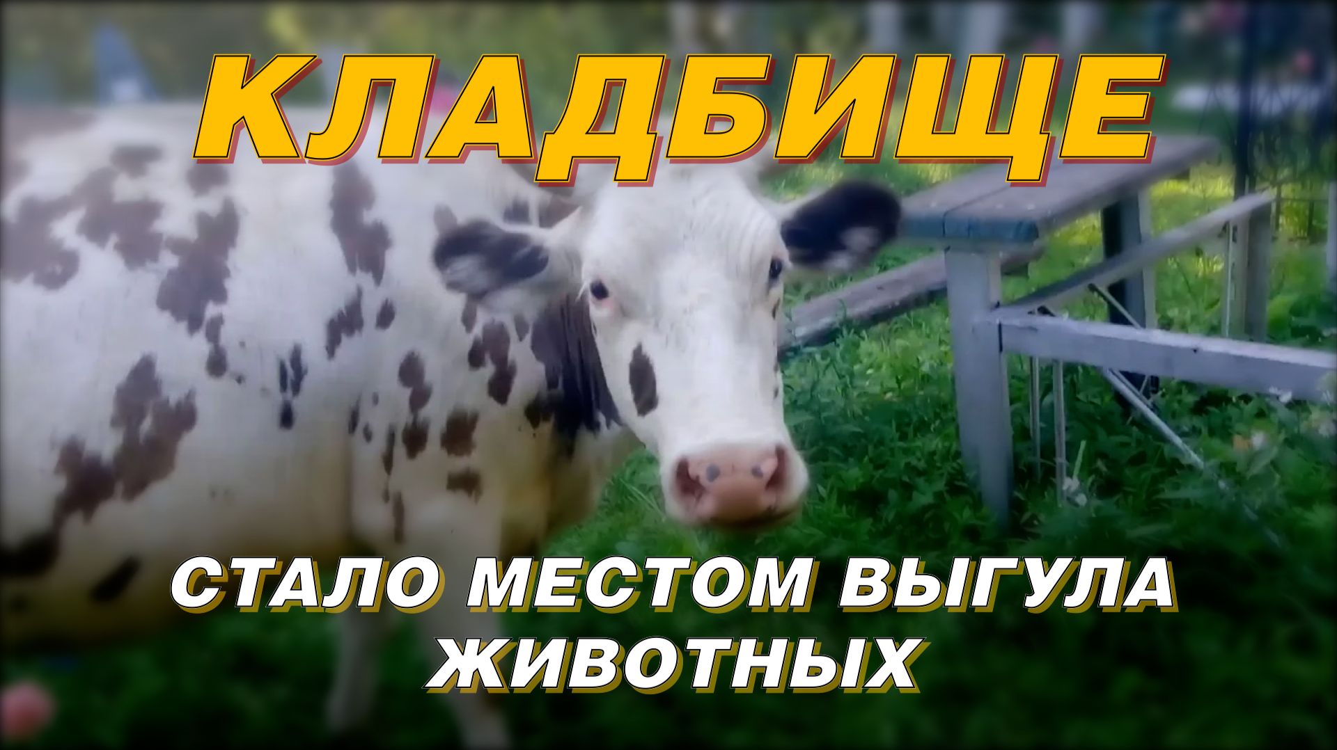 КЛАДБИЩЕ СТАЛО МЕСТОМ ВЫГУЛА ЖИВОТНЫХ