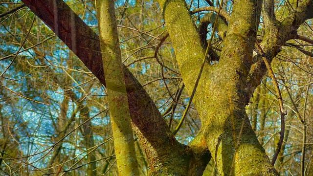 Отражения в воде, окрестности города Асбест, Средний Урал🏞️