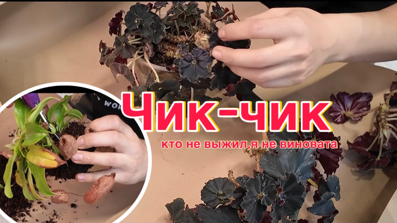 Пересаживаю и делю непентес и бегонию Блэк Мамба