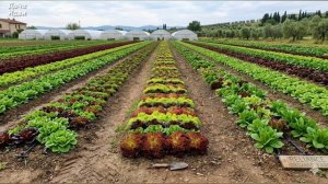 80 СВЕЖИХ идей для огорода🥕🍅🥦