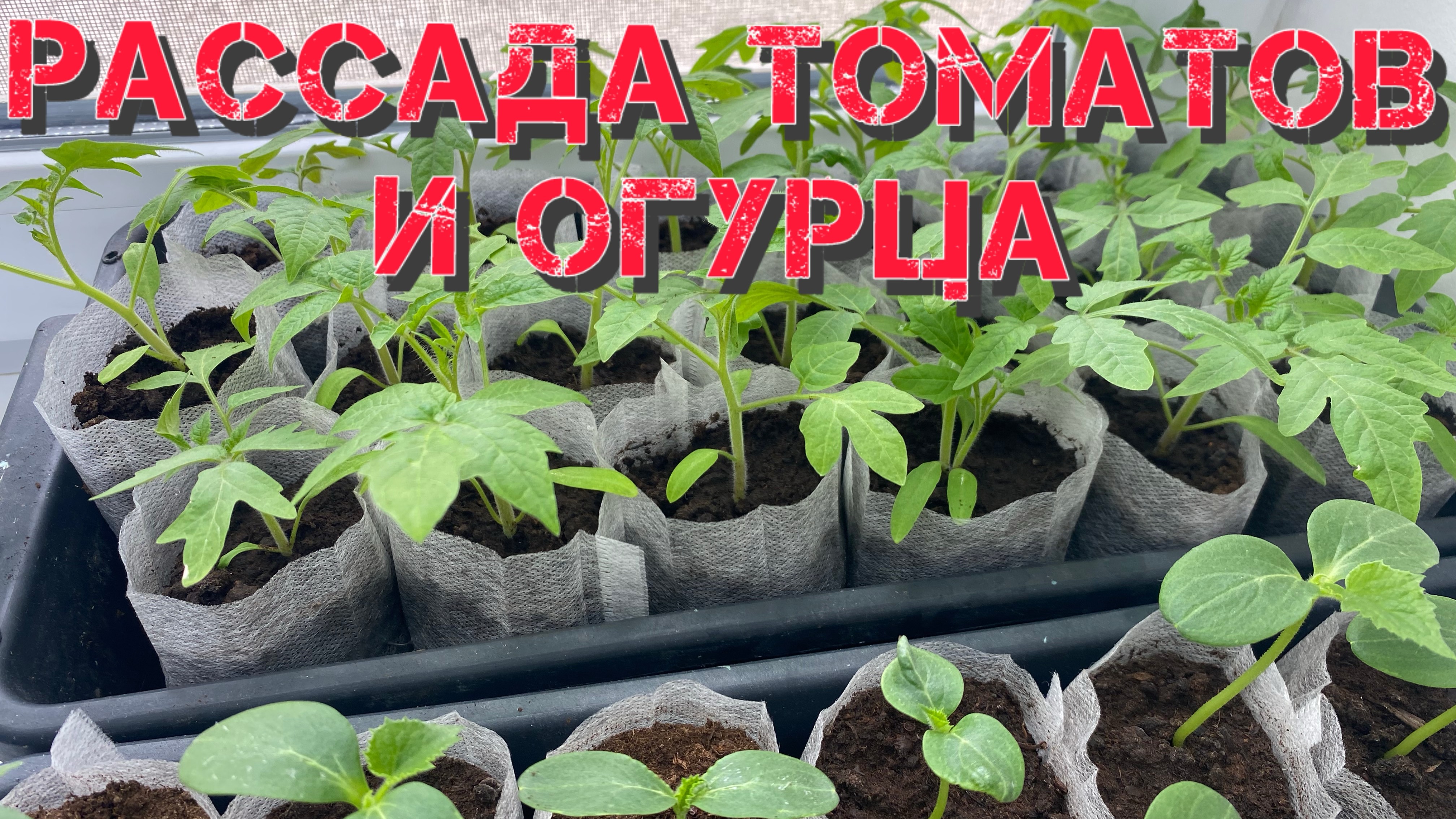 Первый опыт выращивание рассады томатов и огурца