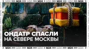 Ондатр спасли на севере Москвы - Москва 24