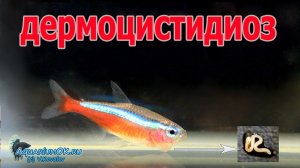 Дермоцистидиум у красного неона: спороциста и споры при разных увеличениях микроскопа.