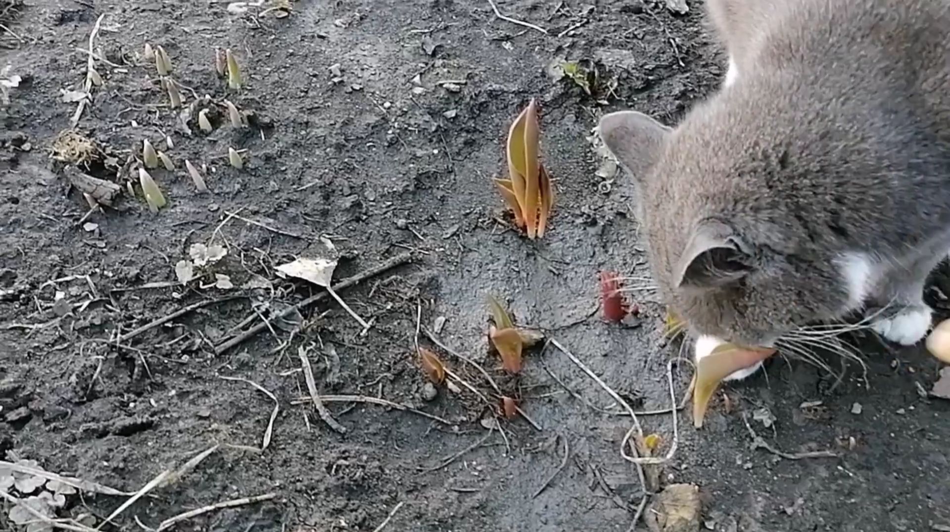 🌷 Чем подкормить тюльпаны весной?