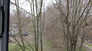 Подскажите как называется это дерево?