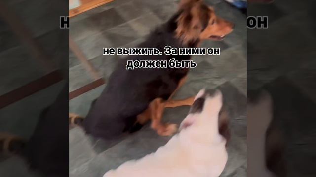 Три собаки — одна общая мольба о помощи. Пожалуйста, станьте ангелом-хранителем для «особенных»