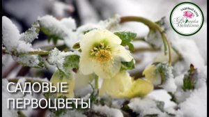 ПЕРВОЦВЕТЫ В САДУ