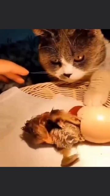 Шерстяная курочка и её потомство#18k