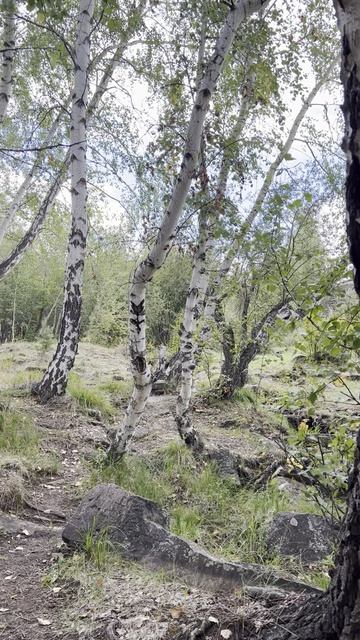 БЕРЕЗОВАЯ РОЩА В ЛЕСУ КАЗАХСТАНА.