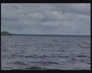 Как образуются «котлы» при охоте на малька Обыкновенного окуня (Eurasian perch) — Perca fluviatilis?