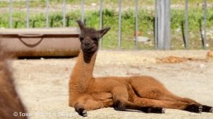 Одна бъёт, вторая обплевала! Воспитание детей у лам - не позавидуешь! Вырастают и отыгрываются 🤣