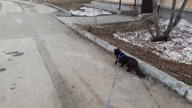 Интересно на улице котику. смотреть онлайн