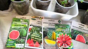 09-04-2026 Сею арбузы🍉 для теплицы😊