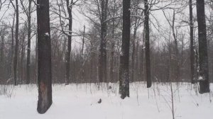 ходил по лесу ЧАСТЬ 16