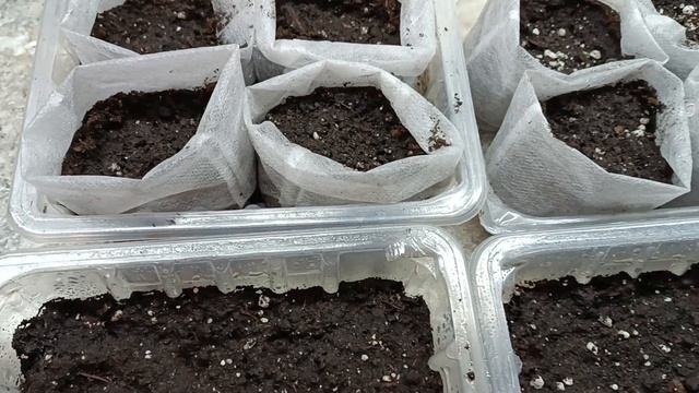 08-09,04,26 МОИ РАСТИШКИ НА СЕГОДНЯ