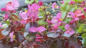 В Серпухове готовят к высадке цветы