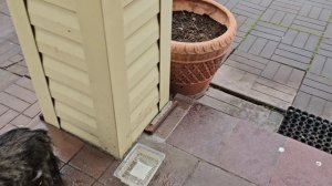 😑 Енотик захромал(  успела капнуть от ушных клещей; что за птица в кормушке?🤔