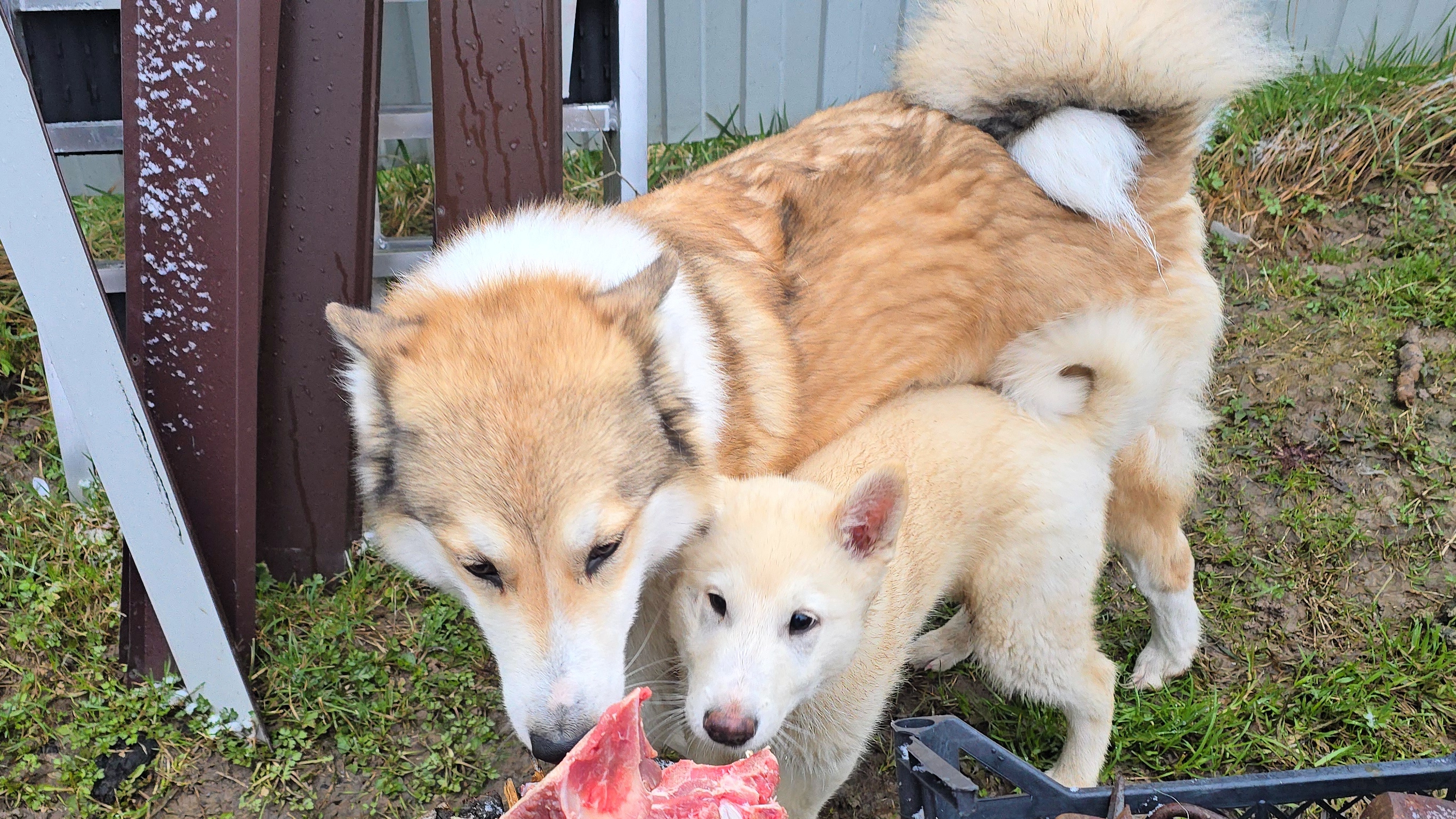 В морозный апрель
