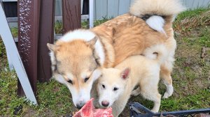 В морозный апрель