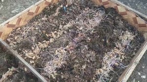 Картофельные сидераты