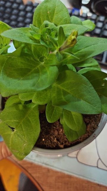 Петуния Горный Хрусталь. В ожидании цветения.