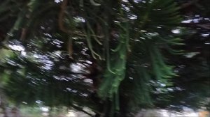 Остановка в Хойан!