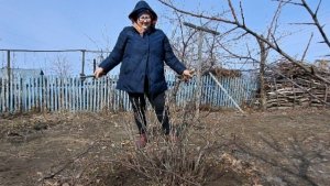 Весенние работы в саду. Первая подкормка смородины.