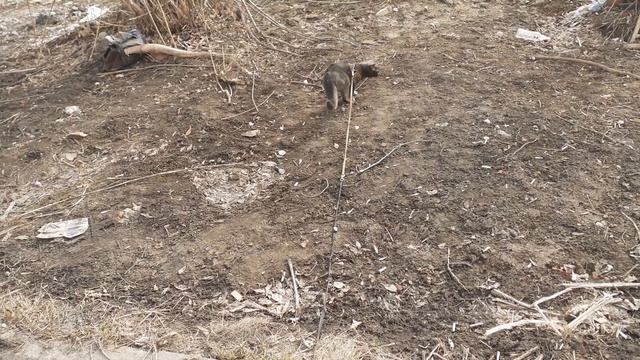 Хвост дудкой и пошел. смотреть онлайн