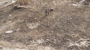 Хвост дудкой и пошел.