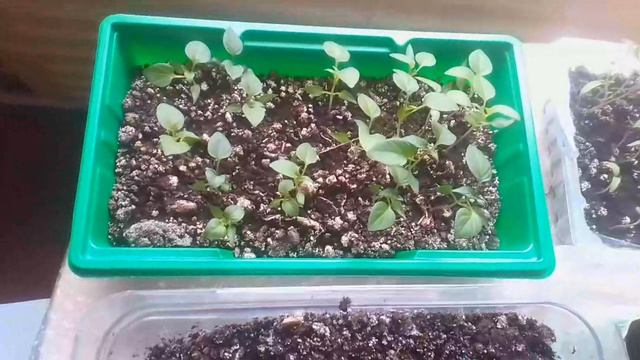 Мои растишки