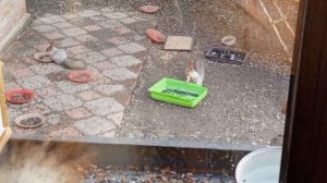 кормим белок