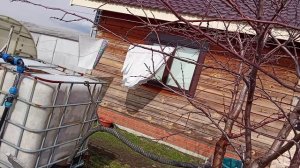 Обрезала сливу 08.04.26