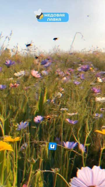 Улей весит как АВТОМОБИЛЬ?! ⚖️🍯 #пчелы #факты #здоровье #мёд #пчеловодство