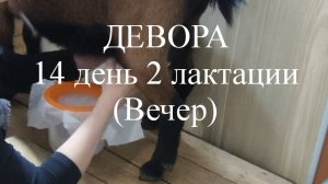 ДЕВОРА 14 день 2й лактации (вечер).mp4