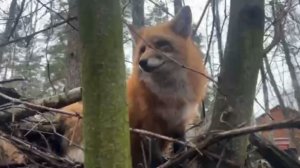 Лиса-Алиса. Лиса забралась на крышу, и, кажется, что-то задумала