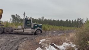 Северная Каролина. Добыча леса.
