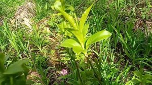 Кисловодск. О вандализме на центральном кладбище! 9.04.2026 г. часть-4.