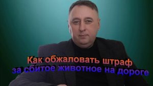 Как обжаловать штраф за сбитое животное на дороге