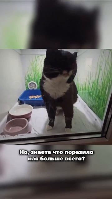 На 30-градусном морозе предал мир, но он продолжает мурлыкать… | Принц