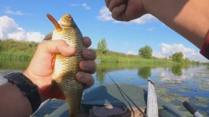 КАК ЛОВИТЬ КРАСНОПЕРКУ НА КУЗНЕЧИКА