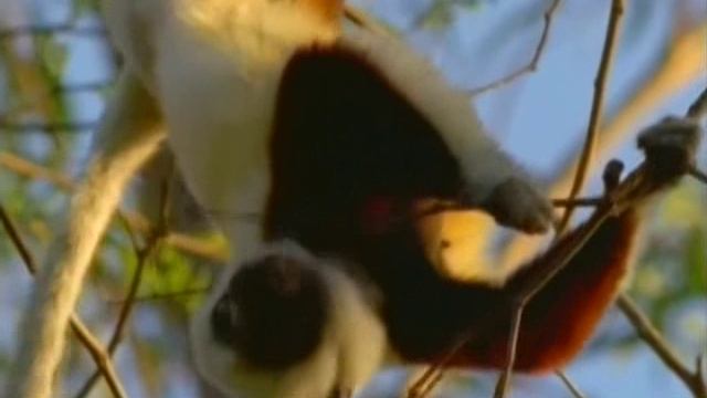 Первозданная природа. Эдем жизни 14 серия (документальный сериал, 1997)