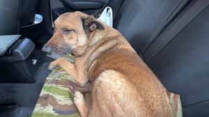 Братец хочет домой