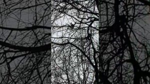 Прямой эфир гуляем в парке #squirrel #funnyvideo #funny #fun