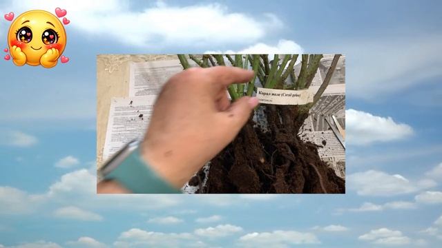 Rozariym.ru заказ